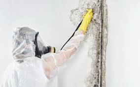 Best Water Damage & Mold Remediation  in Powell, TN